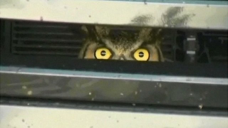 Illustration for article titled Someone needs to take the Challenger Hellcat gif...